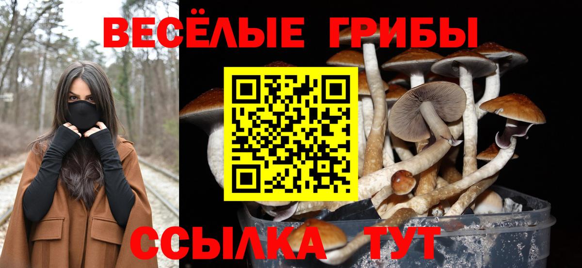 Псилоцибиновые грибы мицелий Кировск